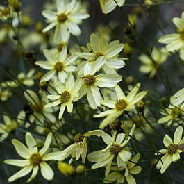 Кореопсис Баттэкрим