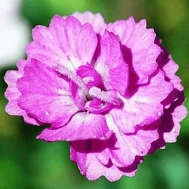 Гвоздика гратианополитанская Pink Jewel