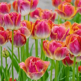 Тюльпан бахромчатый Miami Sunset