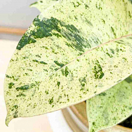 Фикус Эластика Shivereana