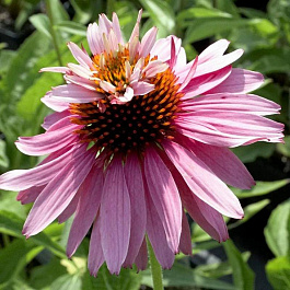 Эхинацея пурпурная Даблдекер Эхинацея пурпурная Даблдекер
