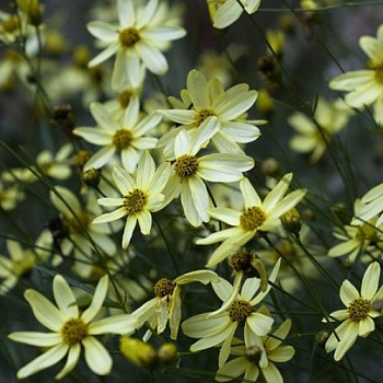 Кореопсис Баттэкрим