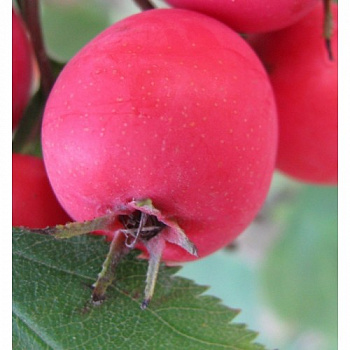 Боярышник китайский крупноплодный