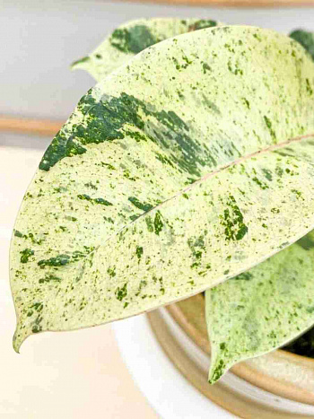 Фикус Эластика Shivereana