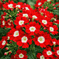 Вербена гибридная Compact Lava Red