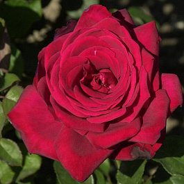 Роза чайно-гибридная Бургунд