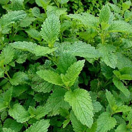 Мята Эдбиминце