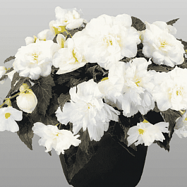 Бегония клубневая Non Stop Mocca White