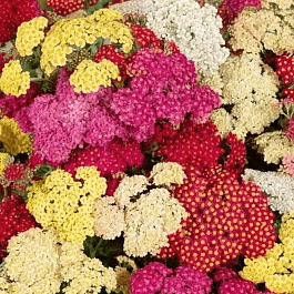 Тысячелистник обыкновенный Mix