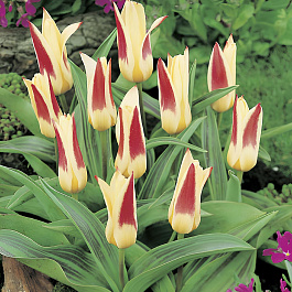 Тюльпан Кауфмана Иоганн Штраус