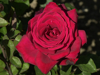 Роза чайно-гибридная Бургунд