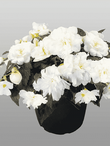 Бегония клубневая Non Stop Mocca White