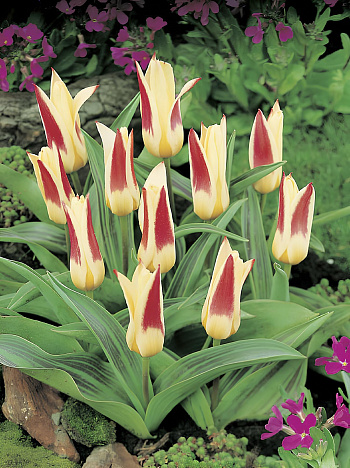 Тюльпан Кауфмана Иоганн Штраус