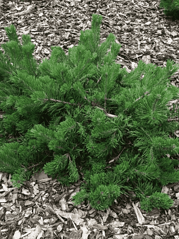 Сосна горная Krauskopf