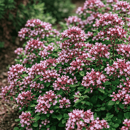 Душица обыкновенная Diabolo