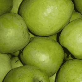 Яблоня Синап Белорусский