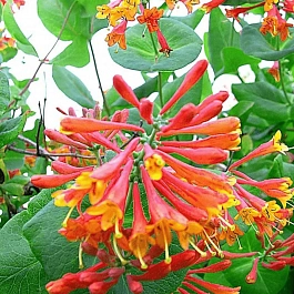 Жимолость Брауна Dropmore Scarlet