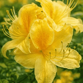 Азалия гибридная Golden Sunset