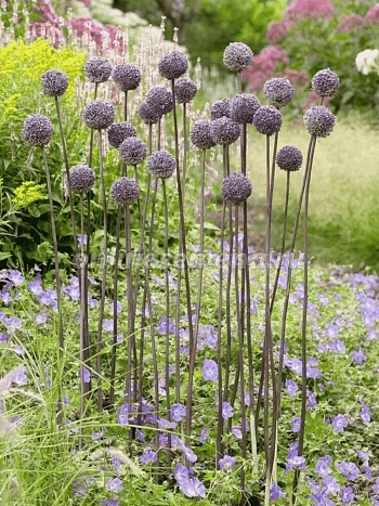 Лук декоративный Summer Drummer