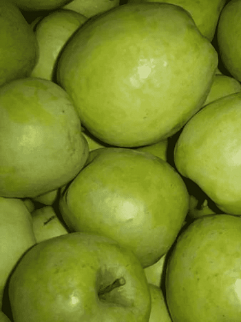 Яблоня Синап Белорусский