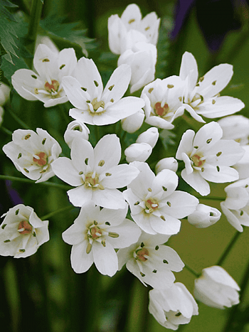 Лук декоративный Cowanii