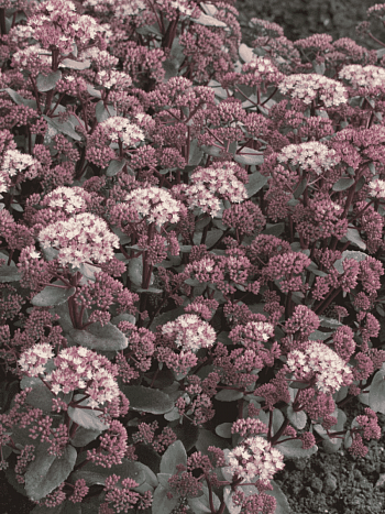 Очиток гибридный Moonlight Serenade