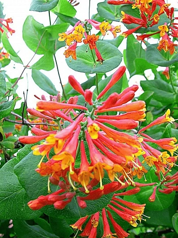 Жимолость Брауна Dropmore Scarlet