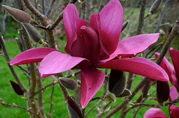 Магнолия Burgundy Star