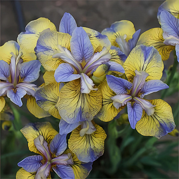 Ирис сибирский Tipped in Blue