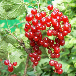 Смородина красная Татьяна