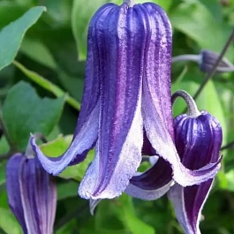 Клематис Fascination