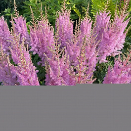 Астильба китайская Корал Айленд