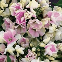 Флокс метельчатый Creme de la Creme