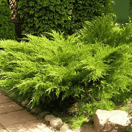 Можжевельник средний Mint Julep