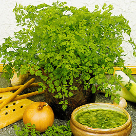 Кервель Ажурный