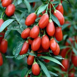 Годжи Корен Биг Годжи Корен Биг