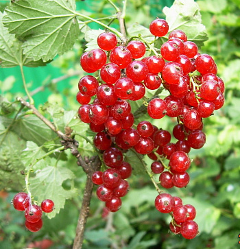 Смородина красная Татьяна