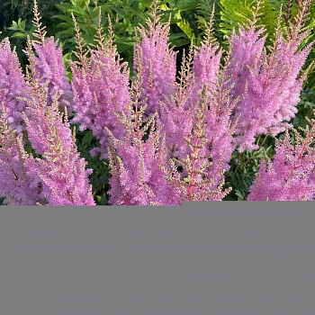 Астильба китайская Корал Айленд