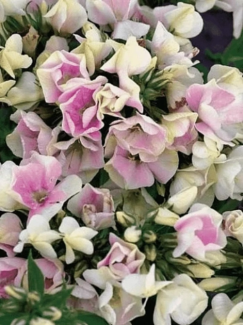 Флокс метельчатый Creme de la Creme