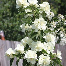 Жасмин садовый Память о Вехове