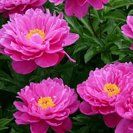 Пион травянистый Nice Gal