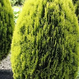 Плосковеточник восточный Aurea