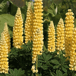 Люпин многолистный Chandelier