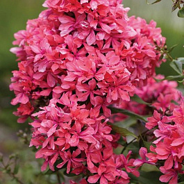 Флокс метельчатый Клеопатра