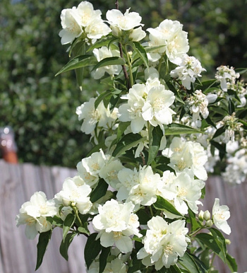 Жасмин садовый Память о Вехове