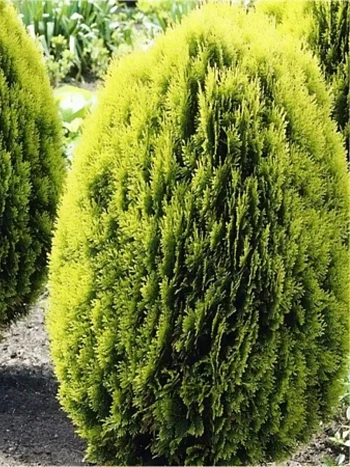 Плосковеточник восточный Aurea