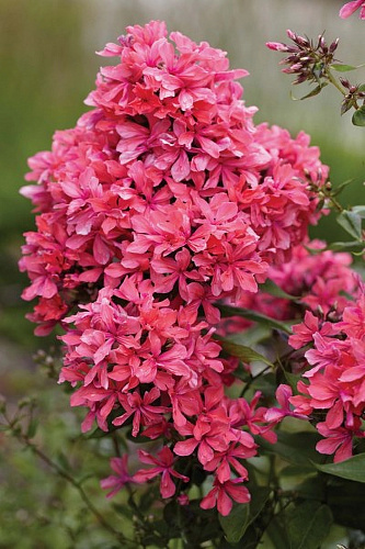 Флокс метельчатый Клеопатра