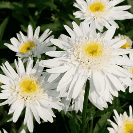 Нивяник наибольший Сhristine Hagemann