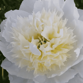 Пион Bridal Grace