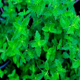 Мята Клубничная 